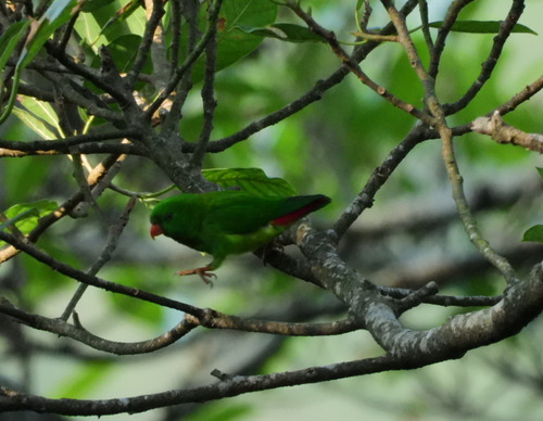 Yellow-throated Hanging-Parrot