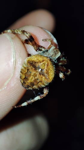Angular Orbweaver Spider