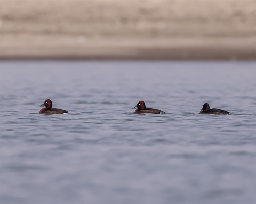 Ferruginous Duck