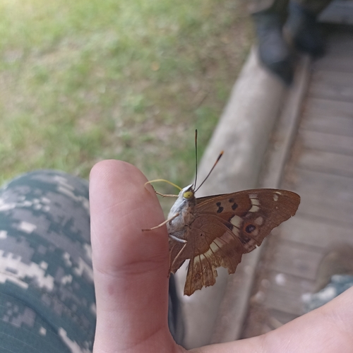 Lesser Purple Emperor