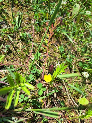 common silverweed