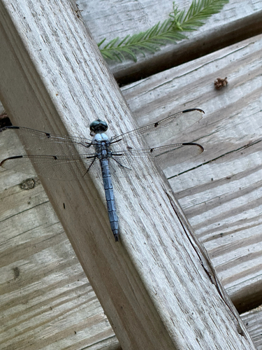 Great Blue Skimmer