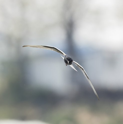 iNaturalist image