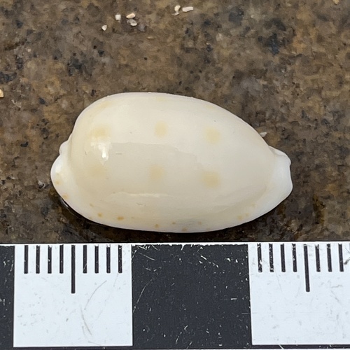 Notocypraea pulicaria observed 2026-07-13