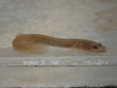 Luciogobius