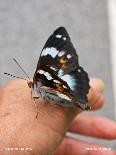 Schrenck's emperor
