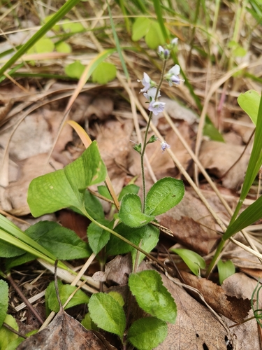 heath speedwell