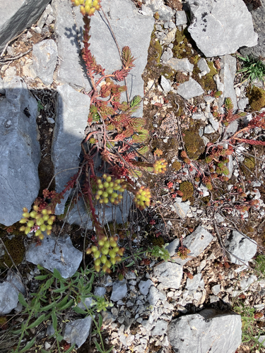 Petrosedum ochroleucum, photograph 4