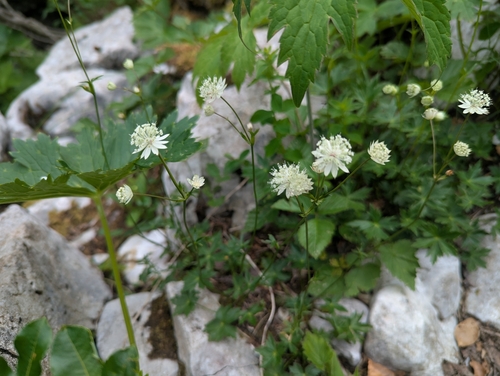 Astrantia carniolica, photograph 3
