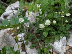 Astrantia carniolica, photograph (c) Elias, some rights reserved (CC BY)