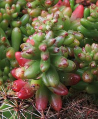 Sedum × rubrotinctum