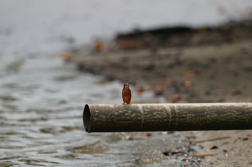 iNaturalist image