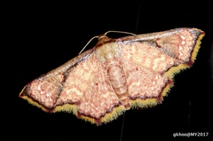 Enispa elataria