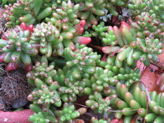 Sedum × rubrotinctum