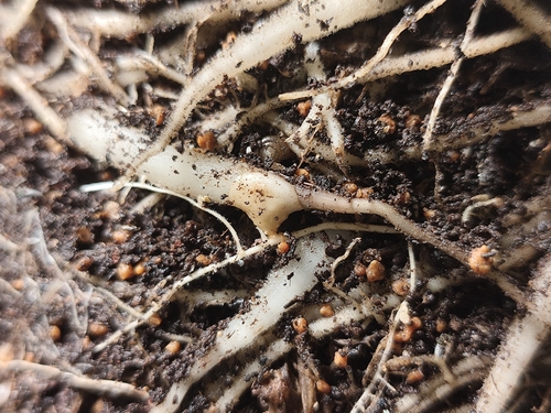 Malania oleifera