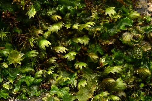Fissidens osmundioides observed 2026-07-12
