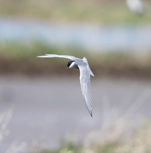 Whiskered Tern