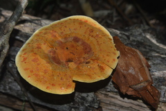 Stiptophyllum erubescens