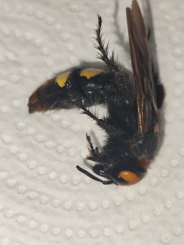 Mammoth Scoliid Wasp