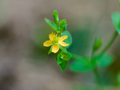 Hypericum japonicum, photograph (c) りなべる, some rights reserved (CC BY)