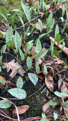 Erythronium albidum