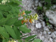 Lathyrus laevigatus