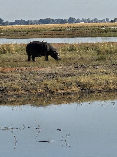 Common Hippopotamus