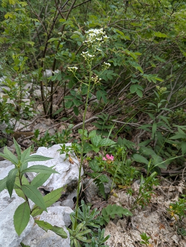 Saxifraga hostii, photograph 3