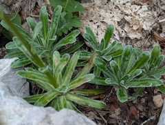 Saxifraga hostii, photograph (c) Elias, some rights reserved (CC BY)