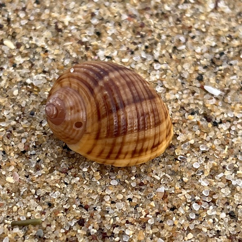 Tonna variegata, 2026-07-13