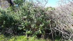 Buddleja madagascariensis