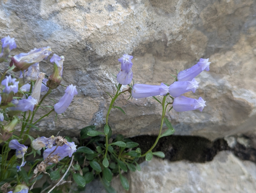 Favratia zoysii; photograph (c) Elias, some rights reserved (CC BY)