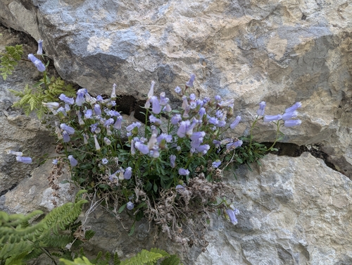Favratia zoysii, photograph 3