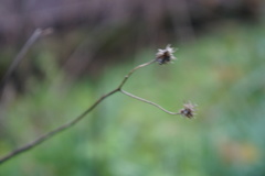 Verbesina alternifolia