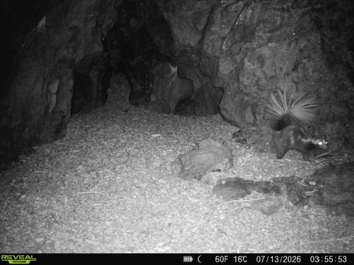 Western Spotted Skunk observed by jnelson