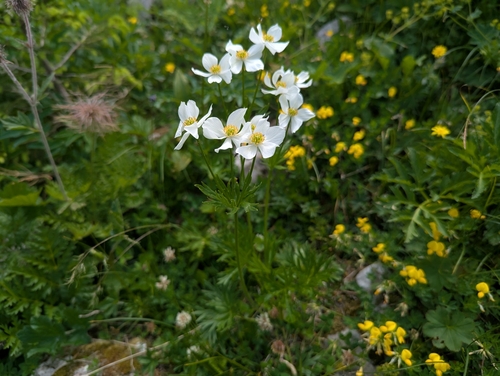 Anemonastrum narcissiflorum, photograph 6