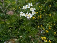 Anemonastrum narcissiflorum, photograph (c) Elias, some rights reserved (CC BY)