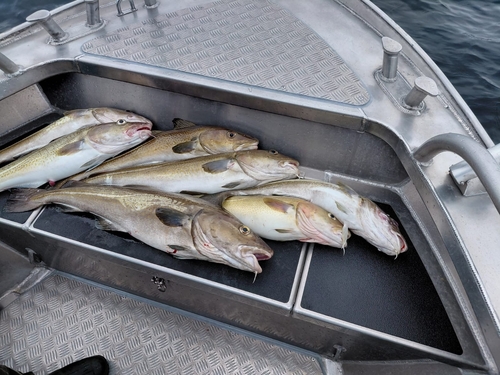 Atlantic Cod