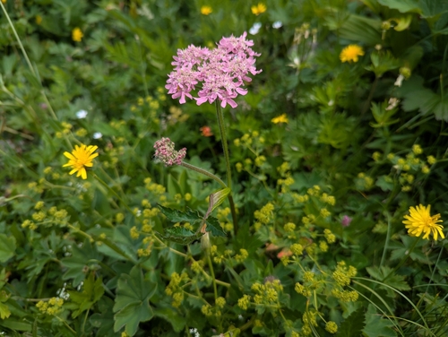 Heracleum austriacum, photograph 2