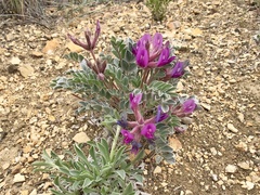 Astragalus newberryi