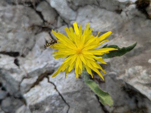 Hieracium villosum, photograph 4