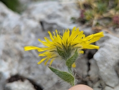 (c) Elias, some rights reserved (CC BY) Hieracium villosum, photograph (c) Elias, some rights reserved (CC BY)