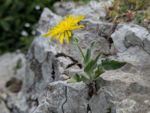 Hieracium villosum, photograph 3