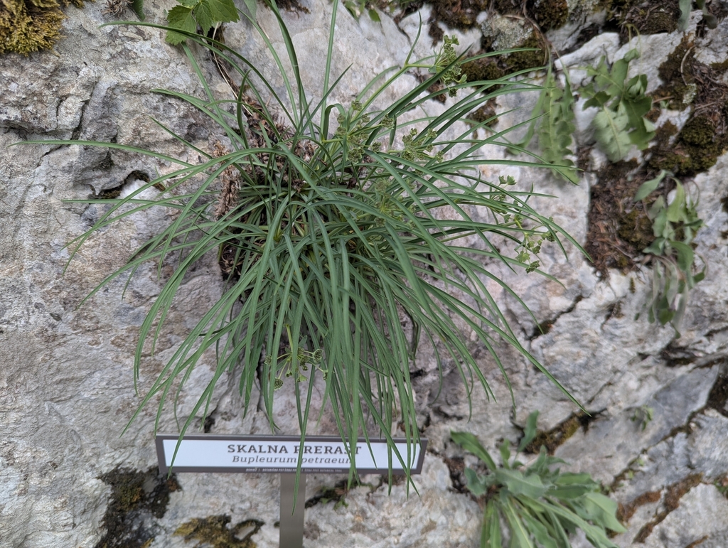 Bupleurum petraeum; photograph (c) Elias, some rights reserved (CC BY)