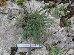 Bupleurum petraeum