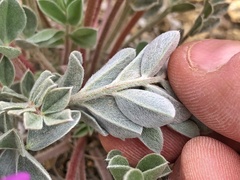 Astragalus newberryi