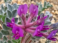 Astragalus newberryi