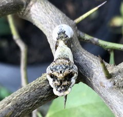 Heraclides thoas brasiliensis