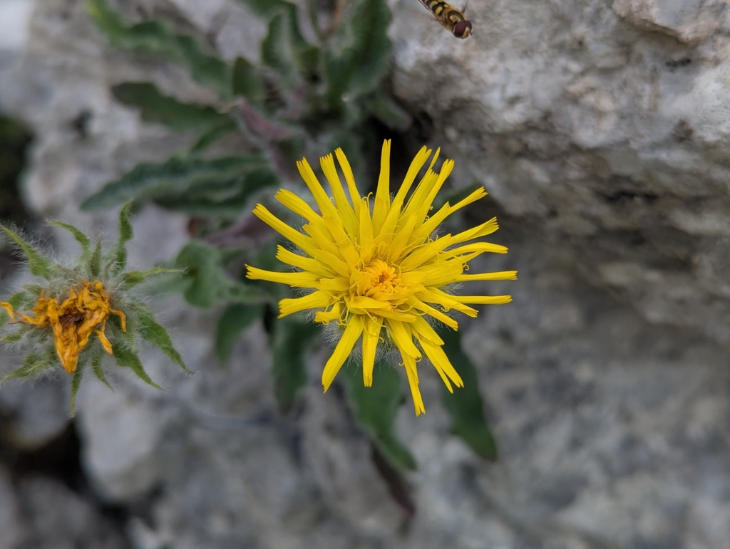 Hieracium villosum; photograph (c) Elias, some rights reserved (CC BY)