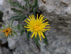 Hieracium villosum